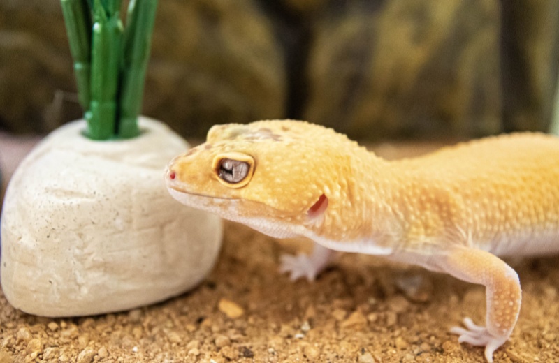 What You Should Know About Geckos
