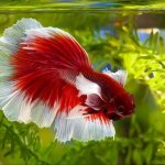 You Deserve A Cute Fish