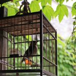 Advantages Of Pet Cage Di Portable Bird Cage
