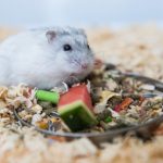 Benefits Of Yishu Home Hamster And Gerbil Food