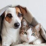 Cat And Dog Skin Itch How To Do