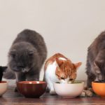 Do Cats Who Eat Cat Food Need Feline Dietary Supplements?