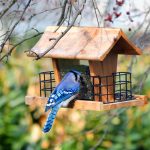 ﻿Five Steps For Making A Bird Feeder