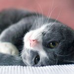How Does Cat Indigestion Do?