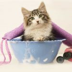 How To Choose A Cat Shampoo?