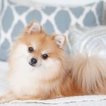 Make Your Dog Clean And Refreshing All-day