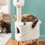 ﻿Some Points Of Cat And Rabbit Scratch House