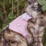 ﻿﻿Steps For Making Trendy Tweed Dog & Cat Suspenders