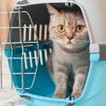 Tips For Using A Cat Carrier