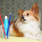 ﻿Two Kinds Of Nice Toothpaste For Dogs