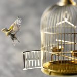 ﻿﻿Two Kinds Of Outdoor Flying Bird Cage