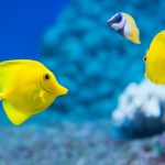 ﻿What Is A Healthy Environment In Fish Water